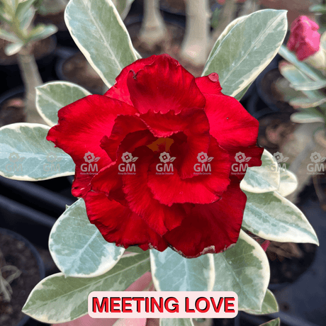  - Rosa do Deserto - MEETING LOVE ( VARIEGATA ) - Gm Rosa Do Deserto