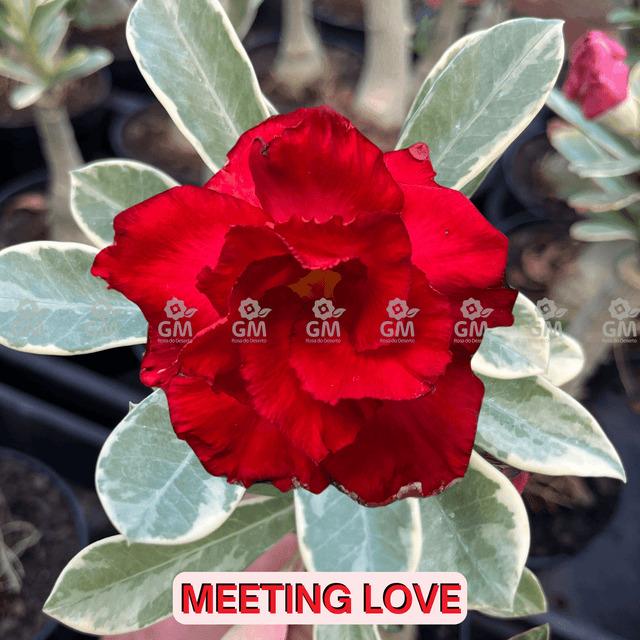  - Rosa do Deserto - MEETING LOVE ( VARIEGATA ) - Gm Rosa Do Deserto