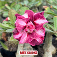 Rosa do Deserto - MEI XIANG - Gm Rosa Do Deserto