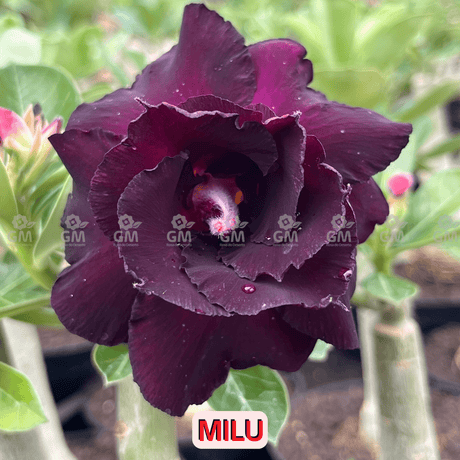  - Rosa do Deserto - MILU - Gm Rosa Do Deserto