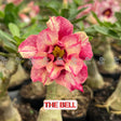 Rosa do Deserto - THE BELL ( PERFUMADA ) - Gm Rosa Do Deserto