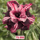  - Rosa do Deserto - TS 550 - Gm Rosa Do Deserto