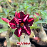 Rosa do Deserto - VIUVINHA - Gm Rosa Do Deserto