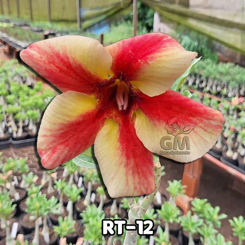 0050 - Rosa do Deserto - RT-12