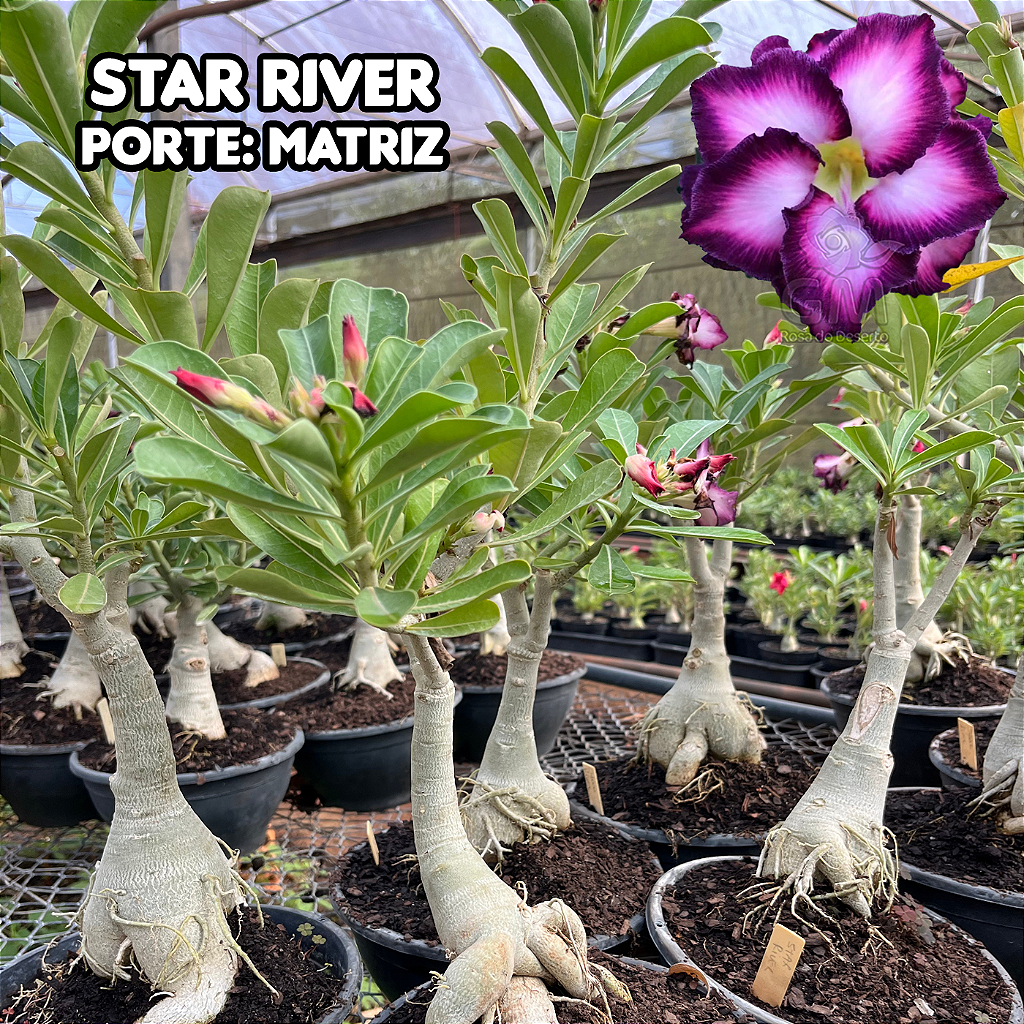 0462- Rosa do Deserto - ENXERTO ADULTO  - STAR RIVER