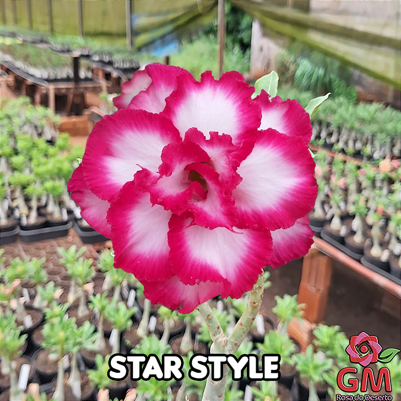 0064 - Rosa do Deserto - STAR STYLE ( IMPORTADA )