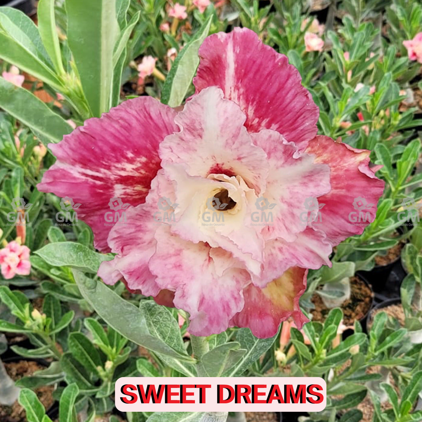 - Rosa do Deserto - SWEET DREAMS