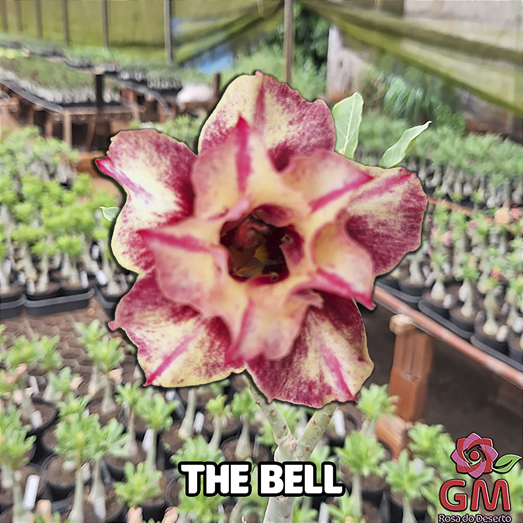 0178 - Rosa do Deserto - THE BELL