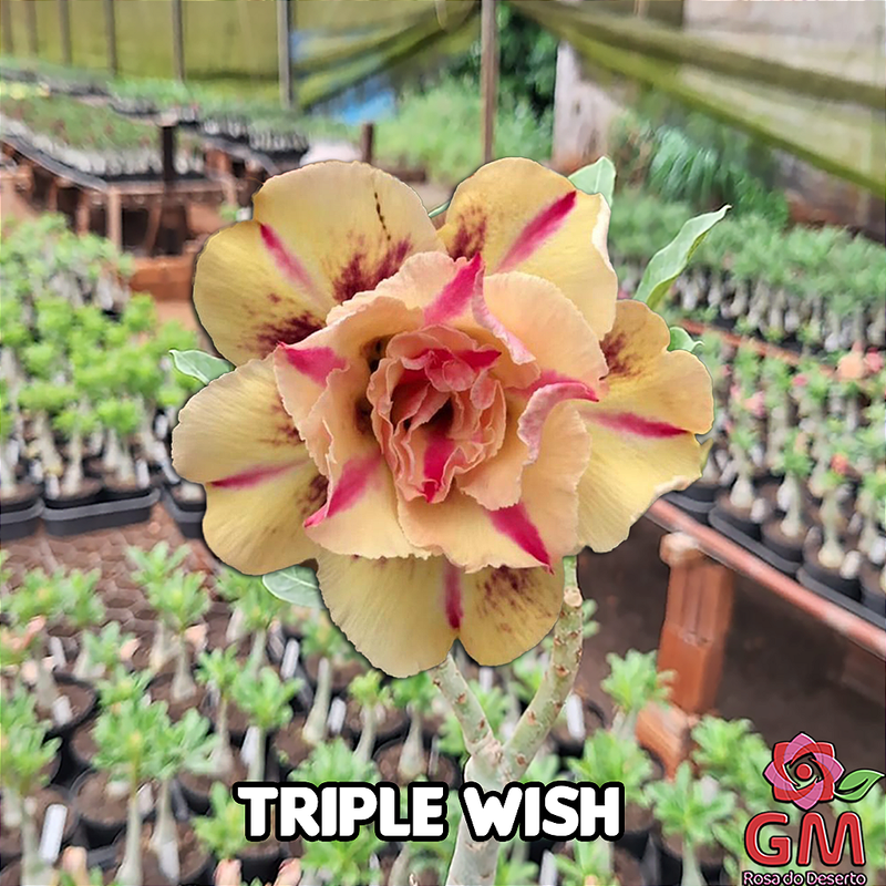 0096 - Rosa do Deserto - TRIPLE WISH ( PERFUMADA )