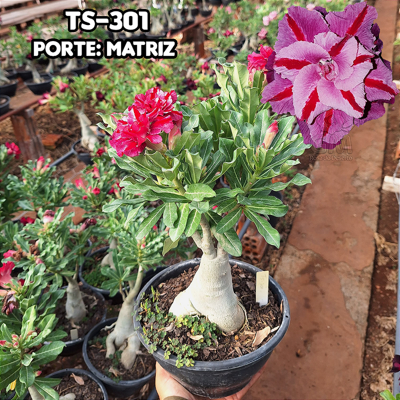 0447 - Rosa do Deserto - ENXERTO ADULTO - TS-301