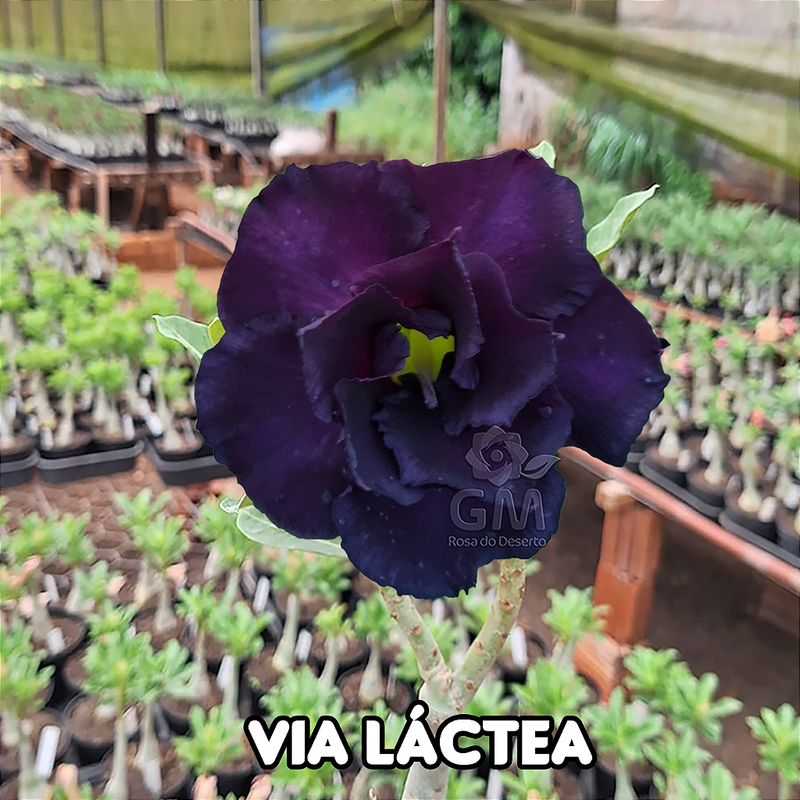 0095 - Rosa do Deserto - VIA LACTEA