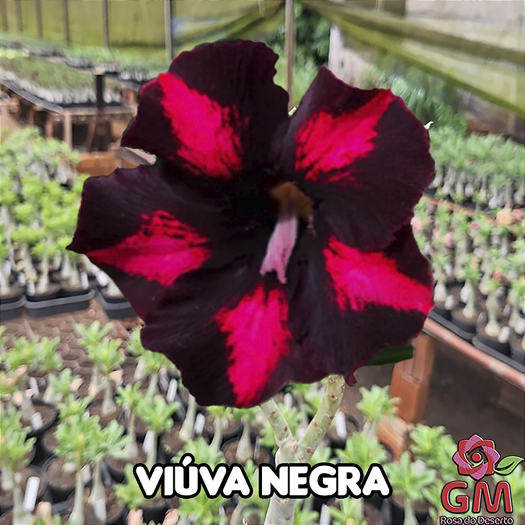 0038 - Rosa do Deserto - VIUVA NEGRA