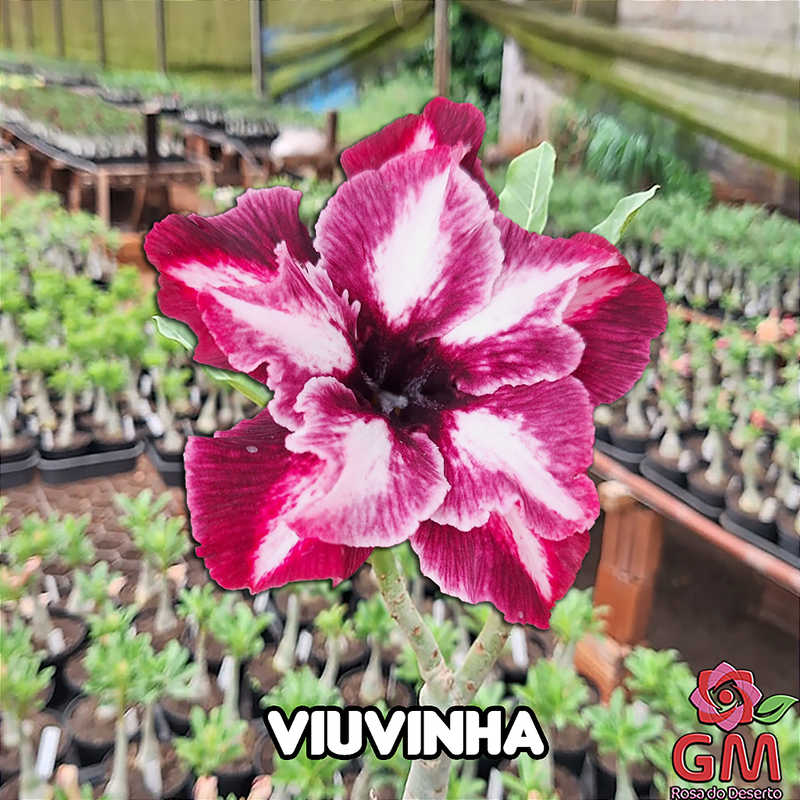 0187 - Rosa do Deserto - VIUVINHA