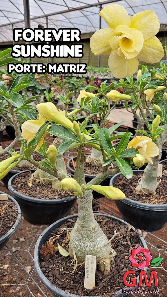 0400 - Rosa do Deserto - ENXERTO ADULTO - FOREVER SUNSHINE
