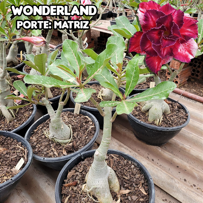0429 - Rosa do Deserto - ENXERTO ADULTO - WONDERLAND